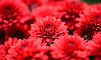 ดอกไม้สีแดงสดทางทิศใต้ ช่วยกระตุ้นโชคลาภให้เกิดแก่คนในบ้าน
